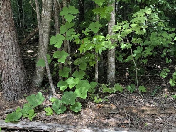 - .B Ogle Lane, Sevierville, TN 37876