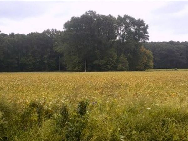 0 Rountree Road , Winterville, NC 28590