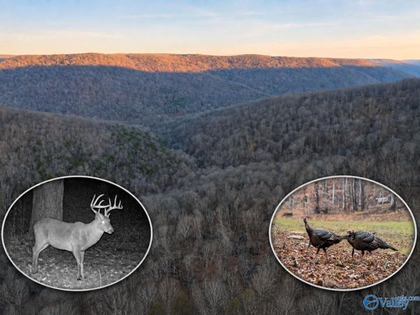 100 AC Dry Creek Road, Hollytree, AL 35751
