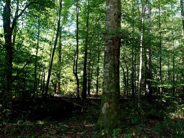 000 Ables Rd, Cherokee, AL 35616