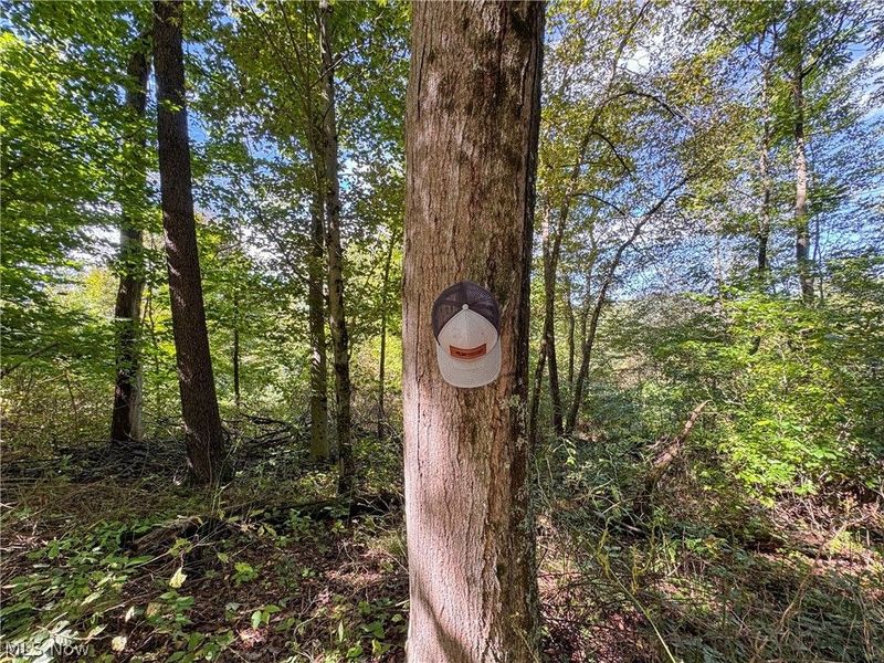 37817 Township Road 437a, Dresden, OH 43821 Photo 11