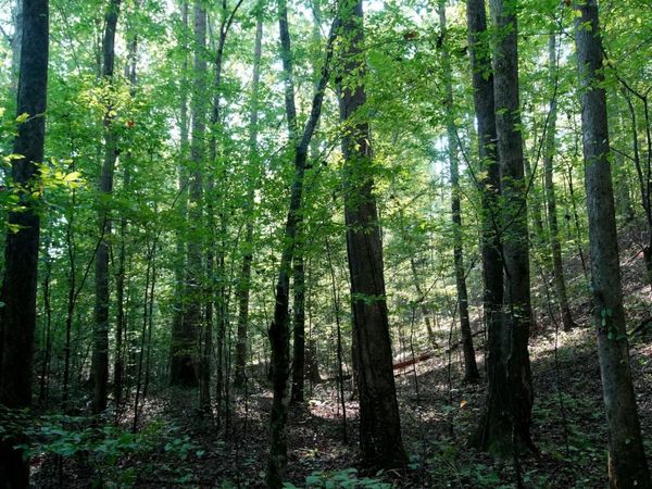 00 Ables Rd, Cherokee, AL 35616