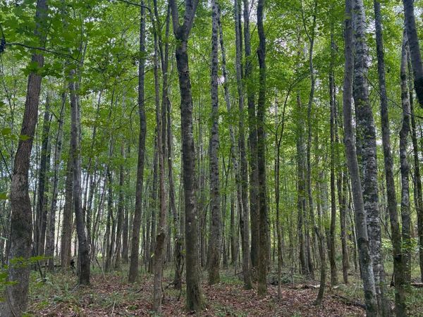N Enon Rd, Ackerman, MS 39735