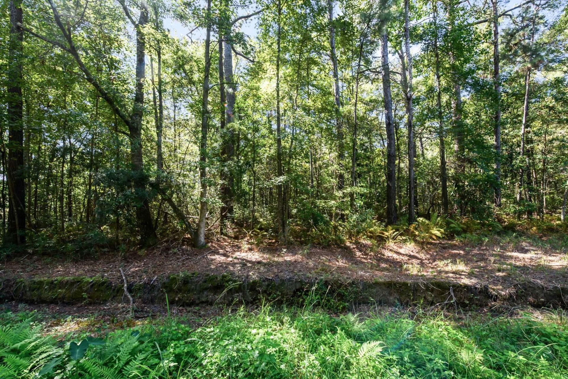 965 Main Road Photo 16