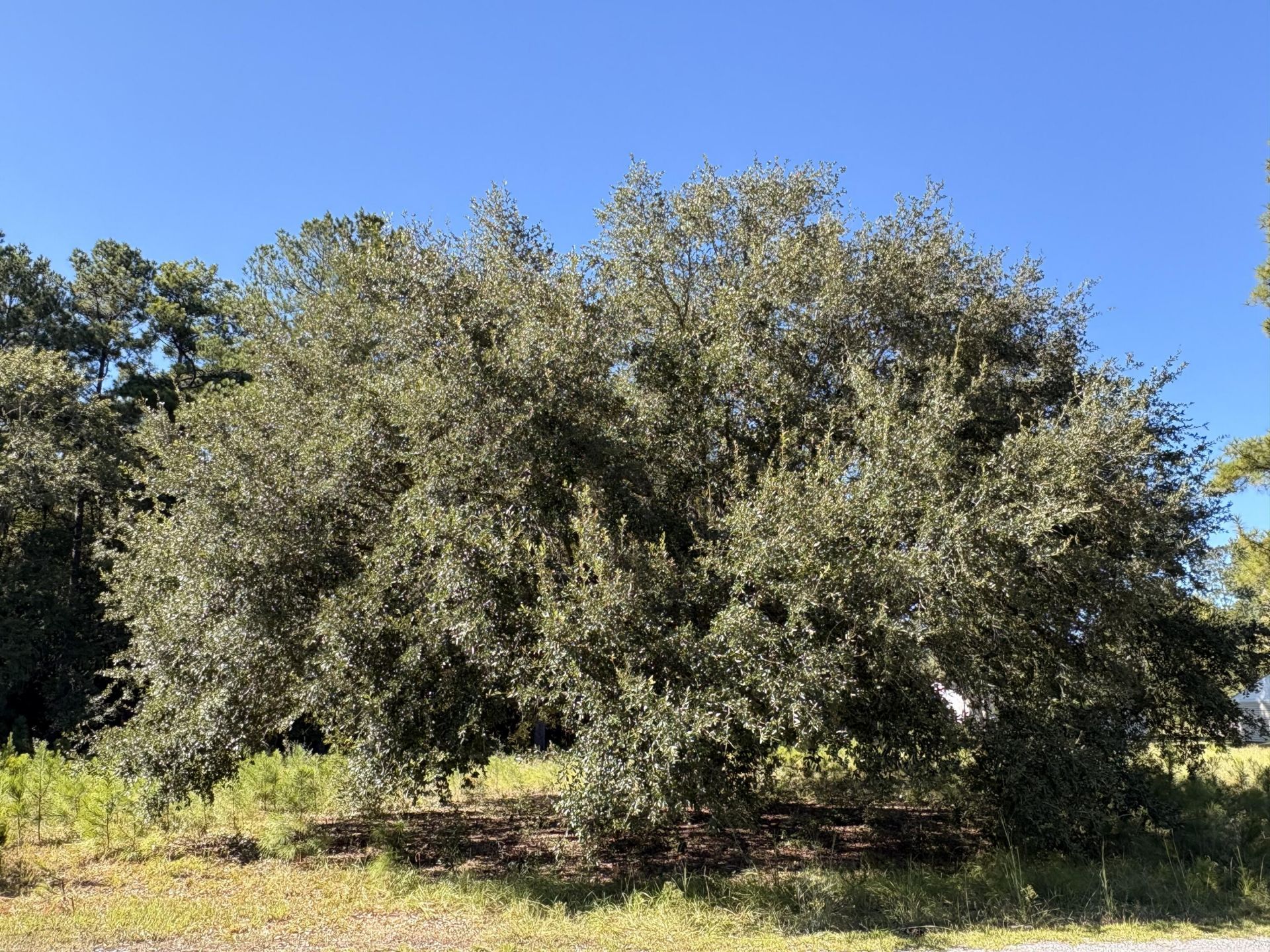 308 Piney Grove Road Photo 4