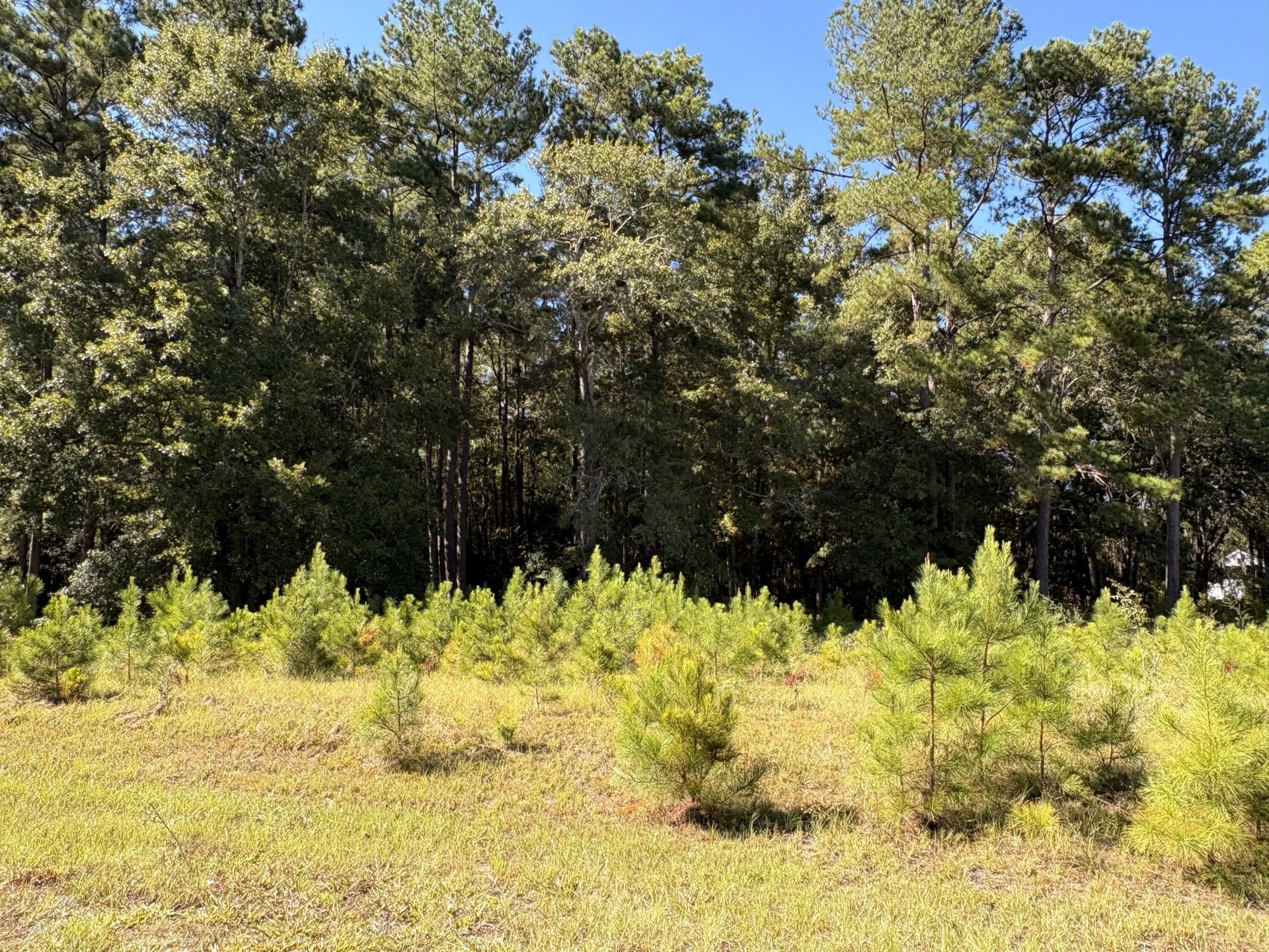 308 Piney Grove Road Photo 5