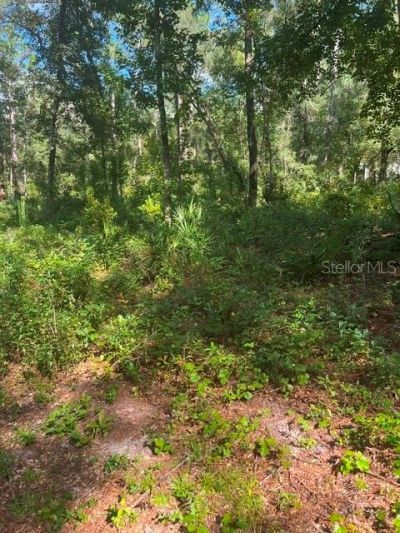 Elaine Drive, Webster, FL 33597 Photo