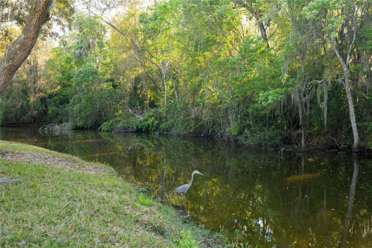1332 Preservation Way, Oldsmar, FL 34677 Photo