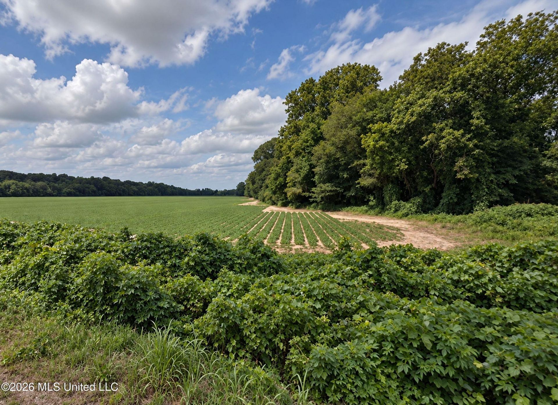 50 Ac Old Panola Road, Sardis, MS 38666 Main Photo