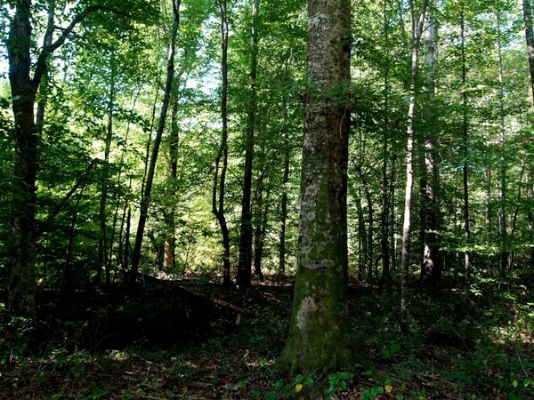 3 Ables Road, Cherokee, AL 35616