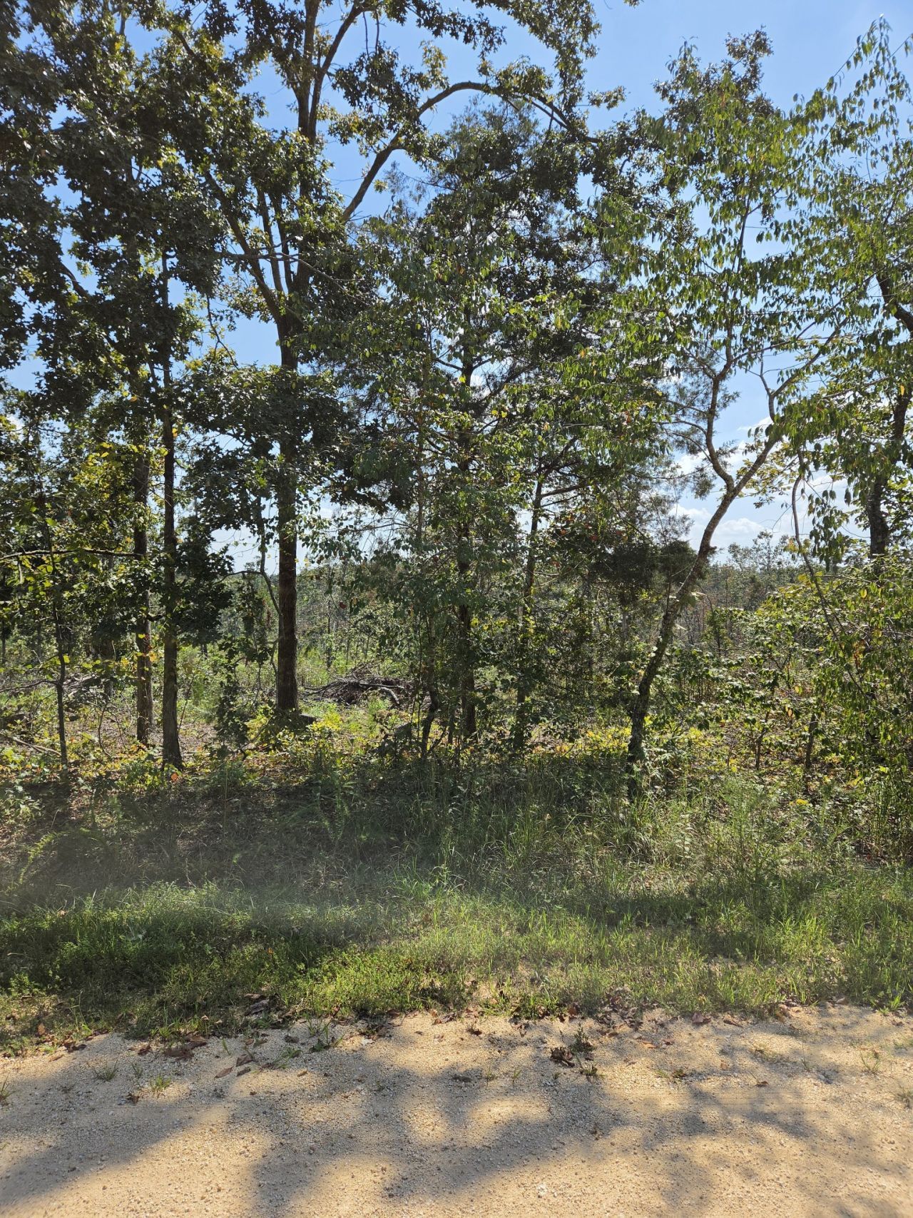 0 Woodland Rd , Hohenwald, TN 38462 Main Photo