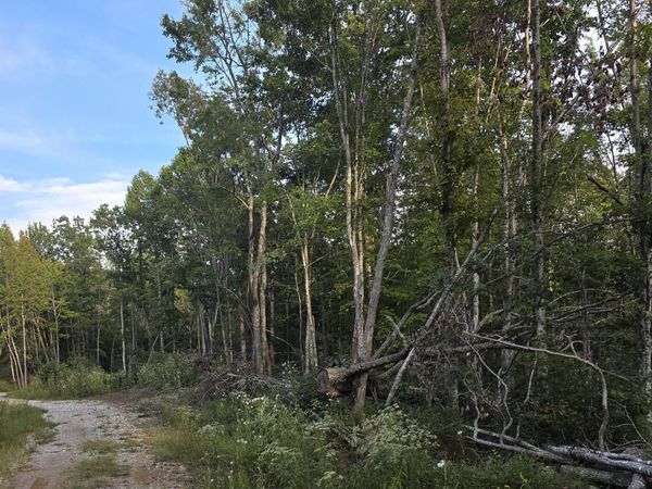 Lot#10 Mill Creek Rd, Sunbright, TN 37872