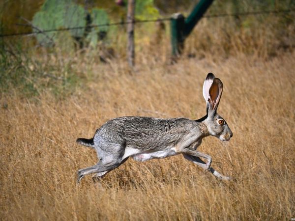 6026 County Road 2500, Bigfoot, TX 78005