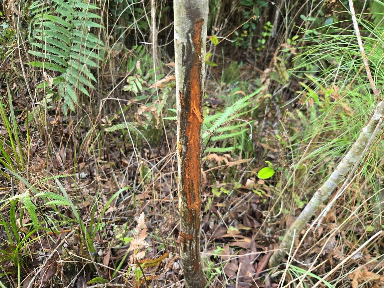 Off NE 212th St. , Fort Mc Coy, FL 32134 Photo