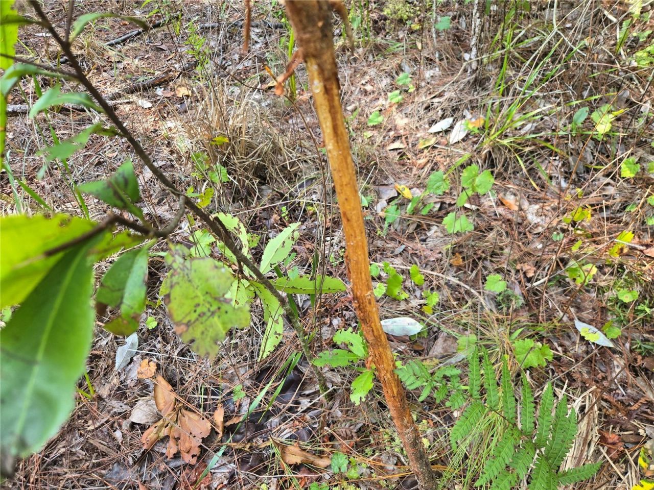 Off NE 212th St. , Fort Mc Coy, FL 32134 Photo