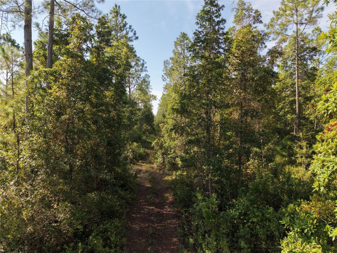 Off NE 212th St. , Fort Mc Coy, FL 32134 Photo