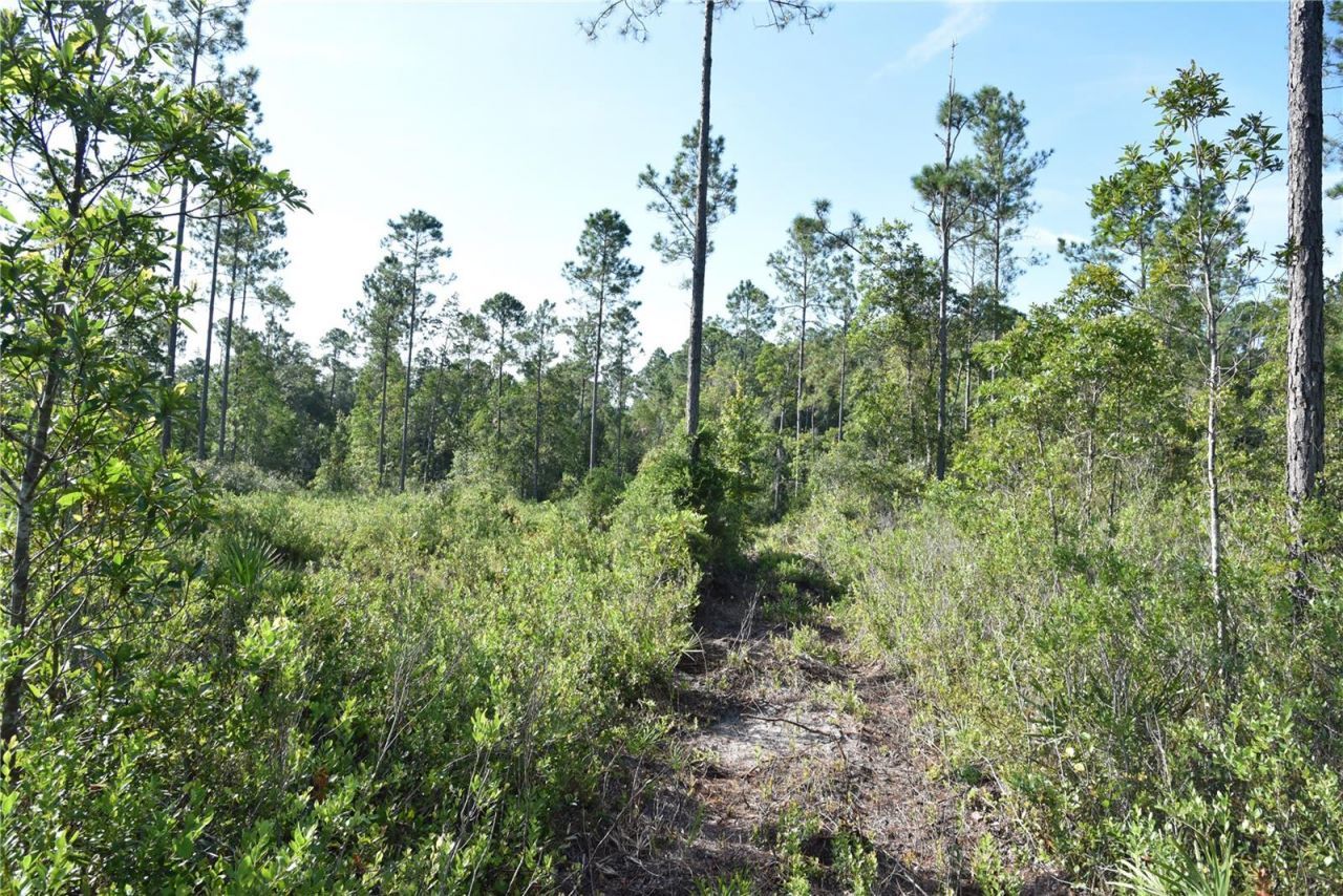 Off NE 212th St. , Fort Mc Coy, FL 32134 Photo