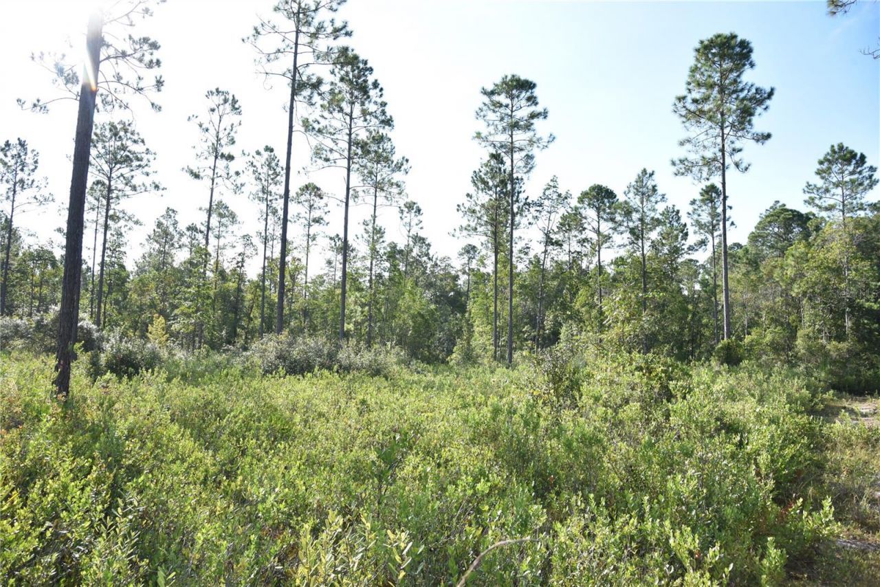 Off NE 212th St. , Fort Mc Coy, FL 32134 Photo