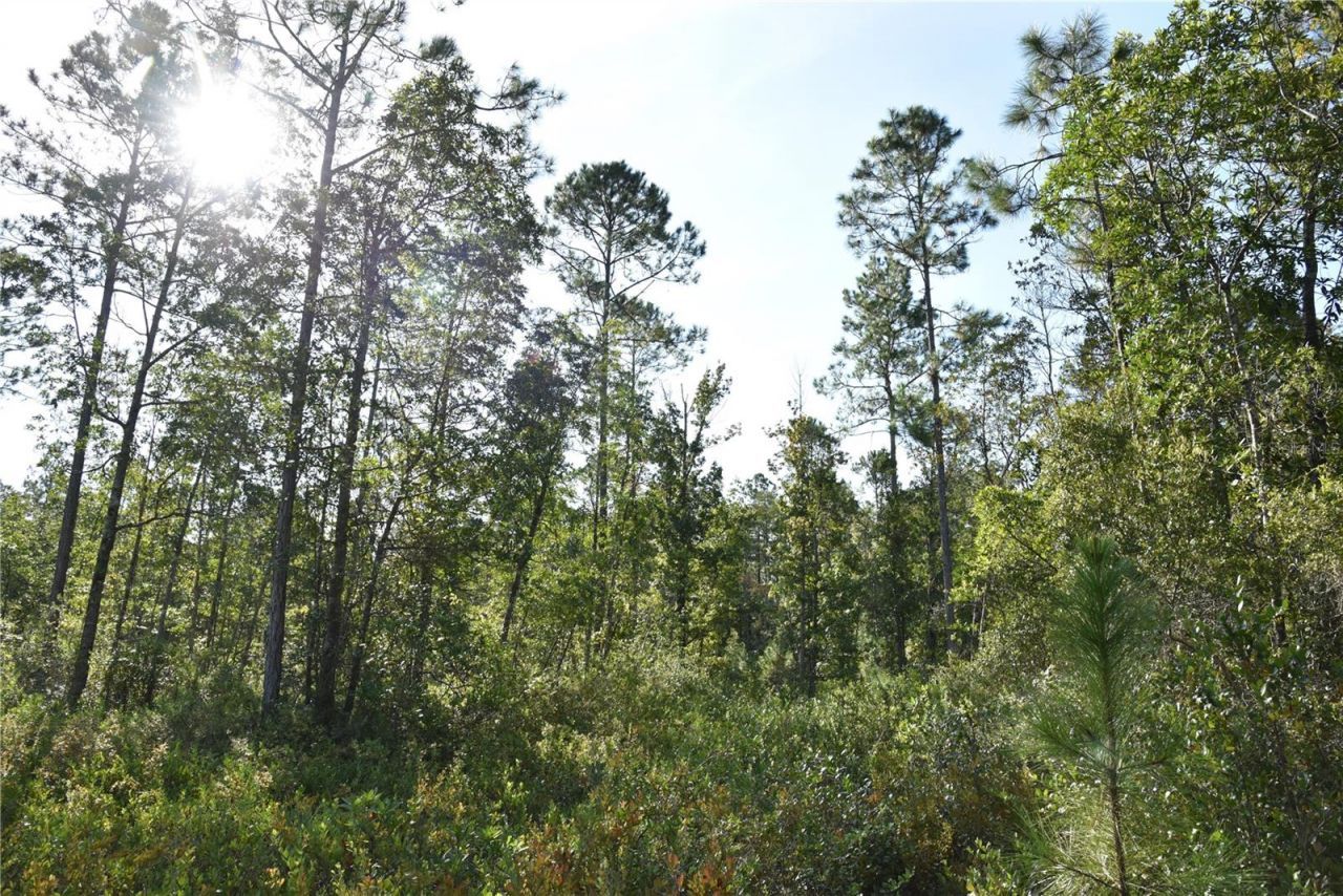 Off NE 212th St. , Fort Mc Coy, FL 32134 Photo
