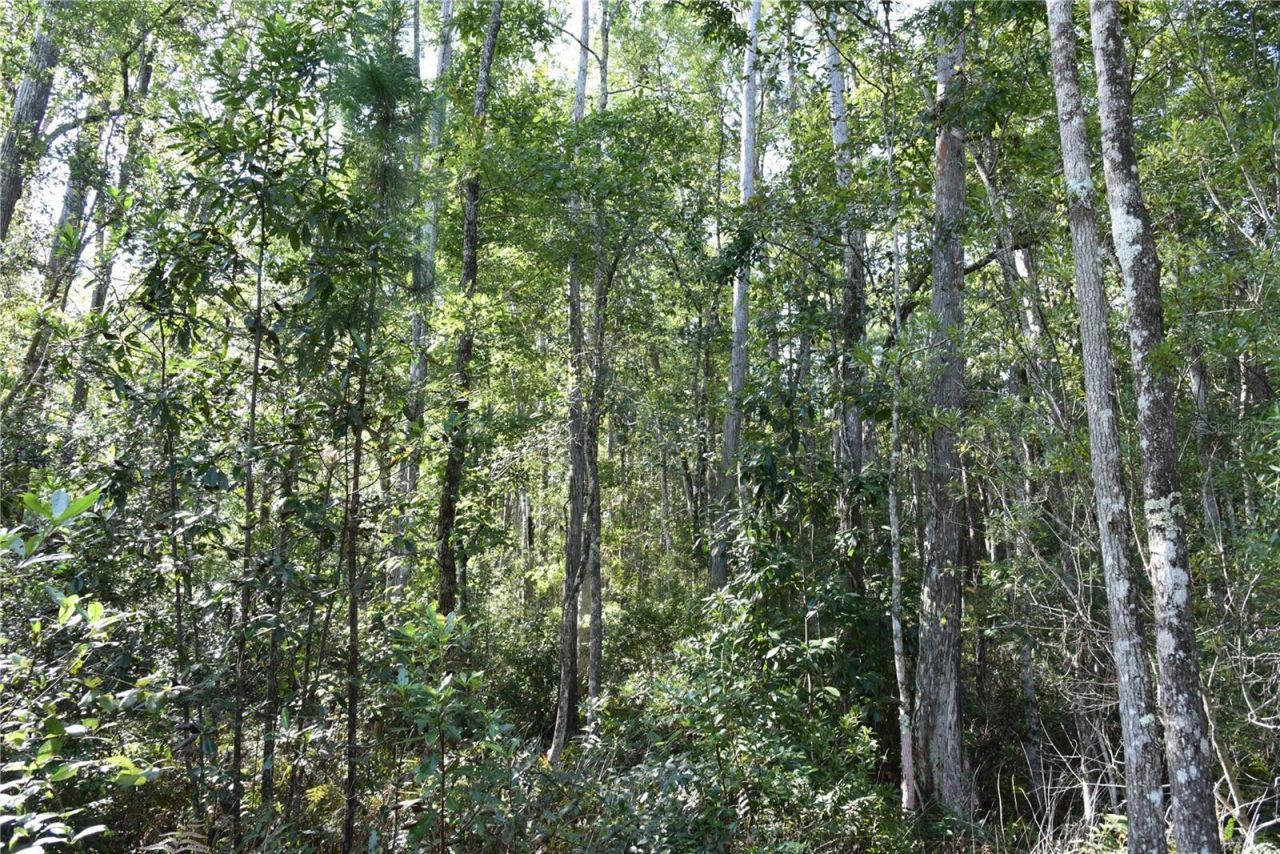 Off NE 212th St. , Fort Mc Coy, FL 32134 Photo