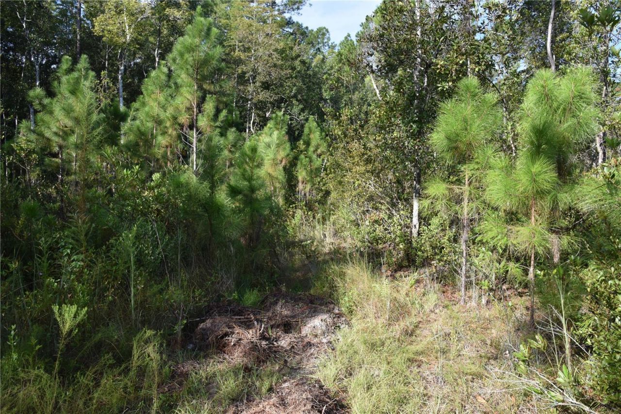Off NE 212th St. , Fort Mc Coy, FL 32134 Photo