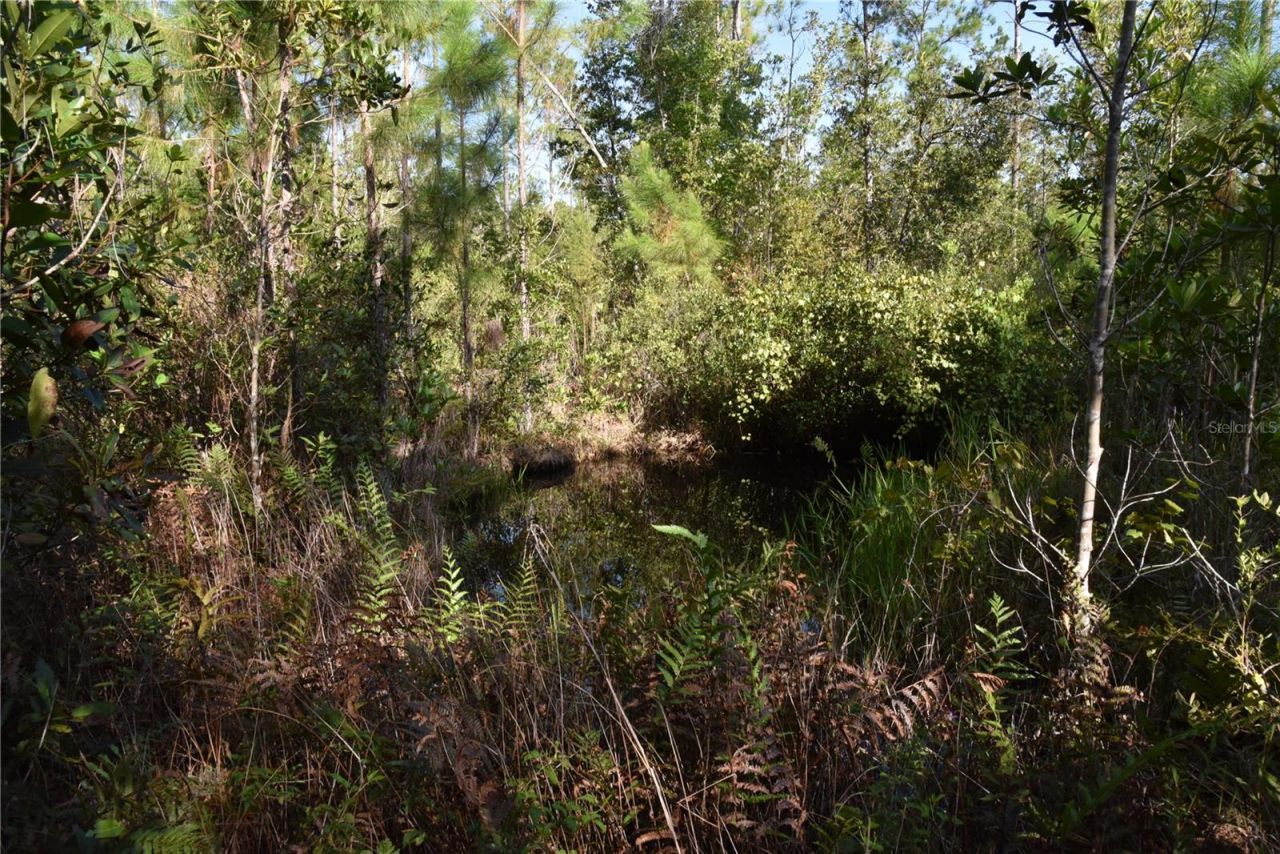 Off NE 212th St. , Fort Mc Coy, FL 32134 Photo