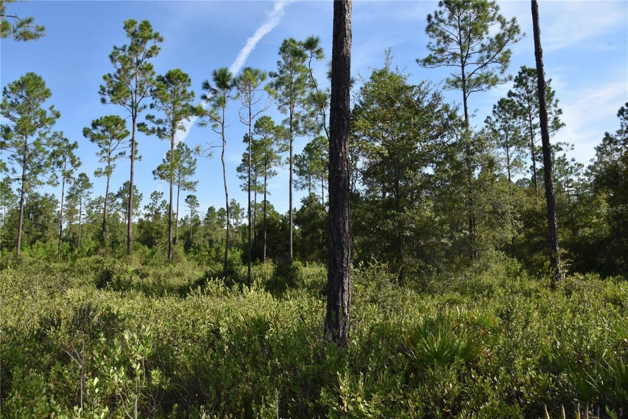 Off NE 212th St. , Fort Mc Coy, FL 32134 Photo
