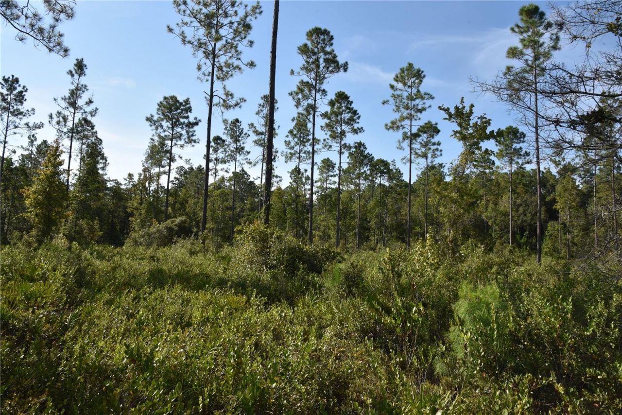 Off NE 212th St. , Fort Mc Coy, FL 32134 Photo