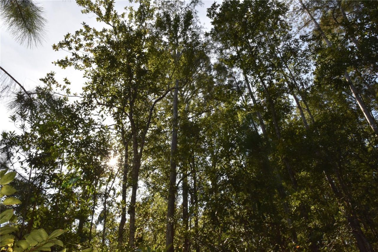 Off NE 212th St. , Fort Mc Coy, FL 32134 Photo