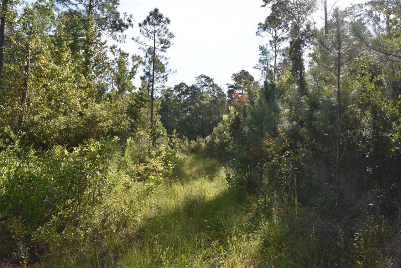 Off NE 212th St. , Fort Mc Coy, FL 32134 Photo