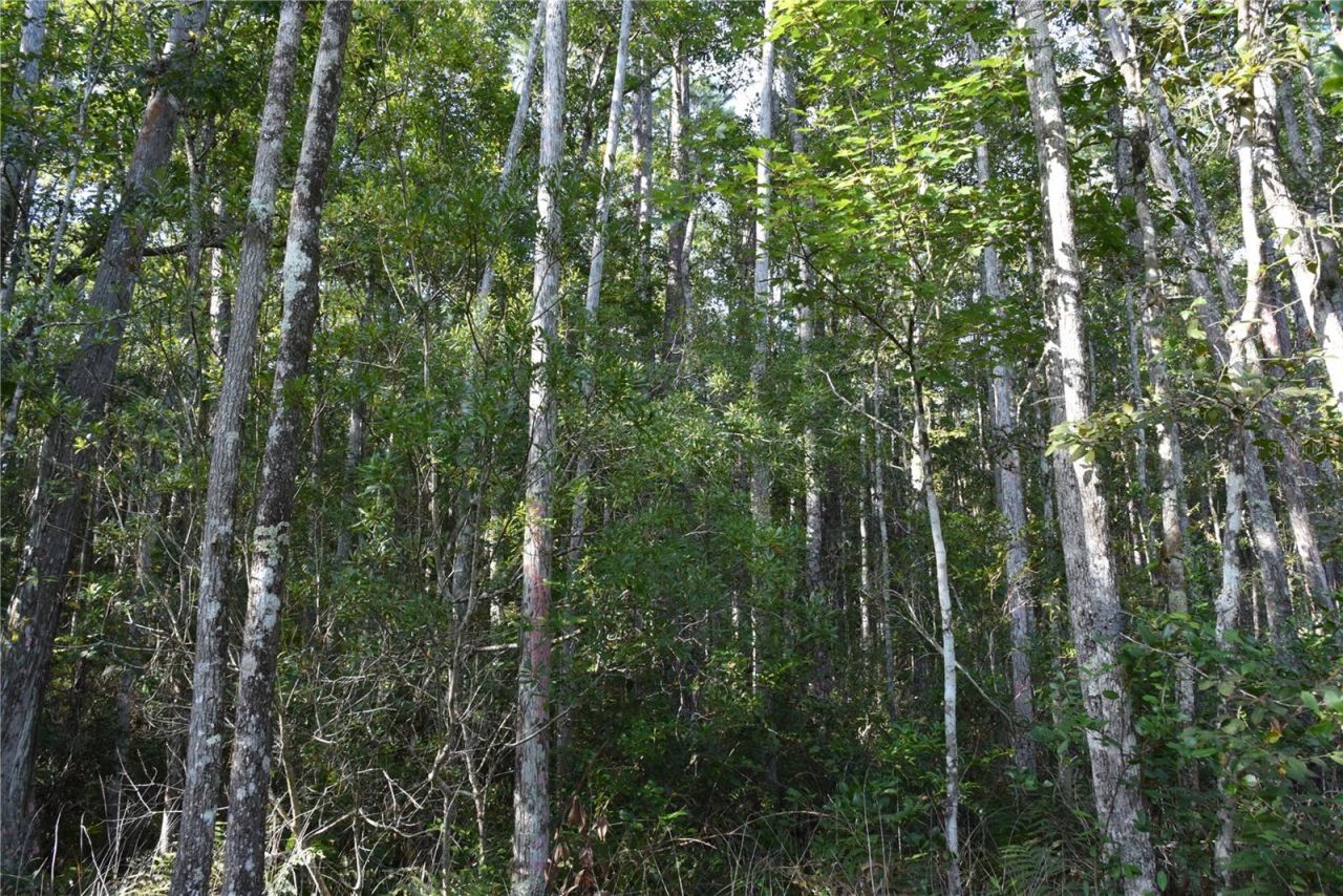 Off NE 212th St. , Fort Mc Coy, FL 32134 Photo