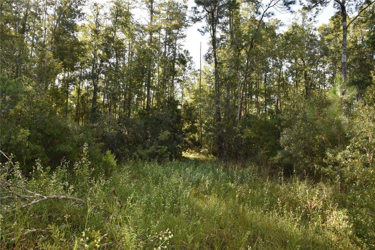 Off NE 212th St. , Fort Mc Coy, FL 32134 Photo
