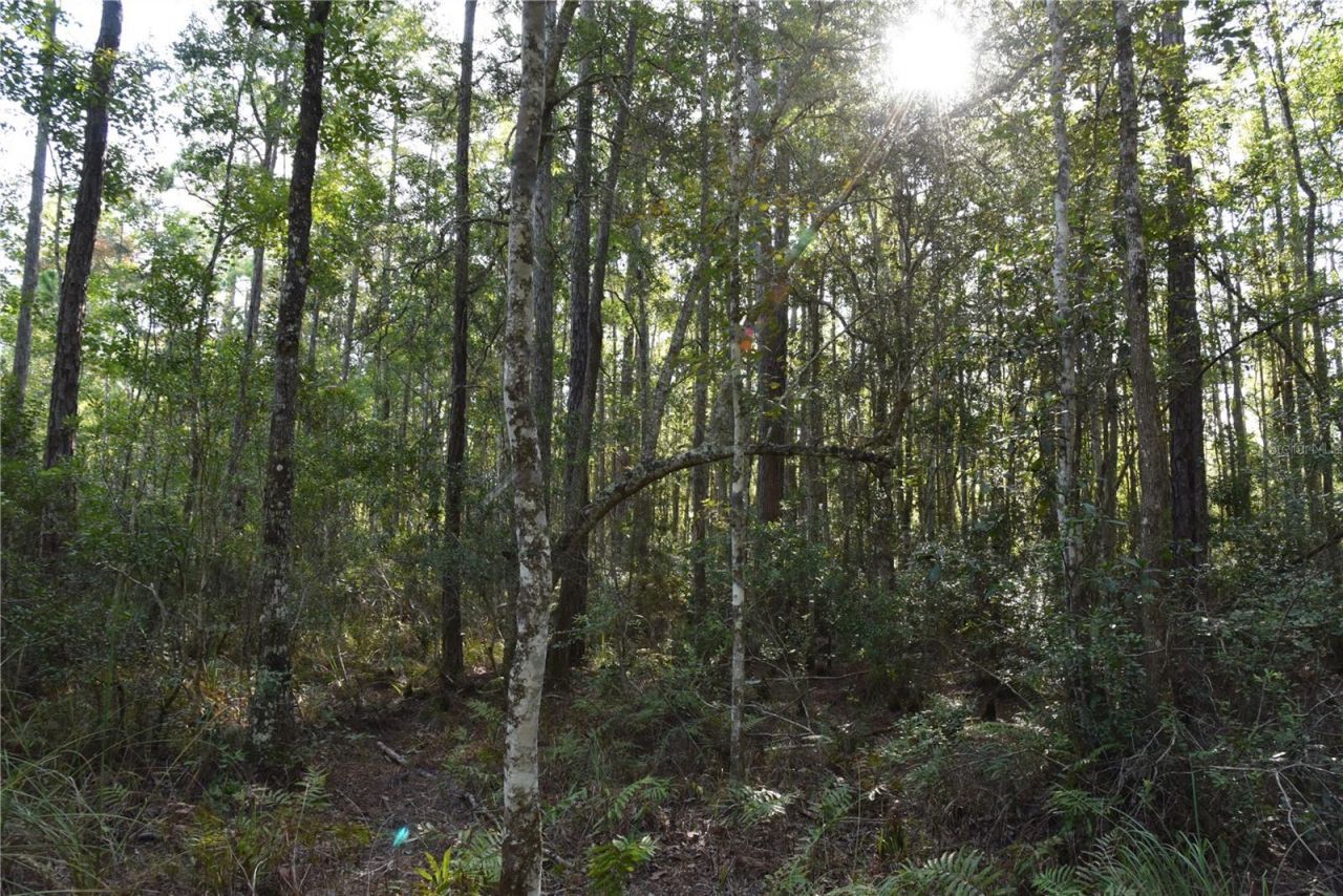 Off NE 212th St. , Fort Mc Coy, FL 32134 Photo