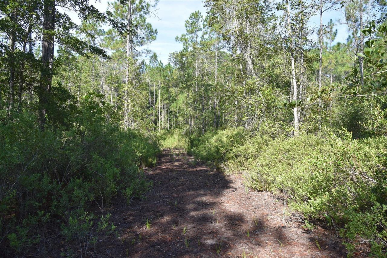 Off NE 212th St. , Fort Mc Coy, FL 32134 Photo