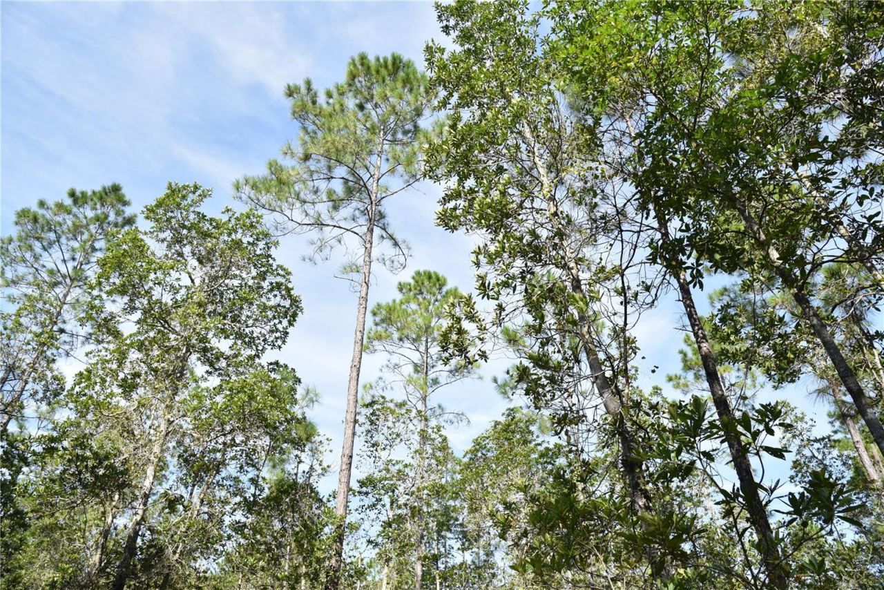 Off NE 212th St. , Fort Mc Coy, FL 32134 Photo