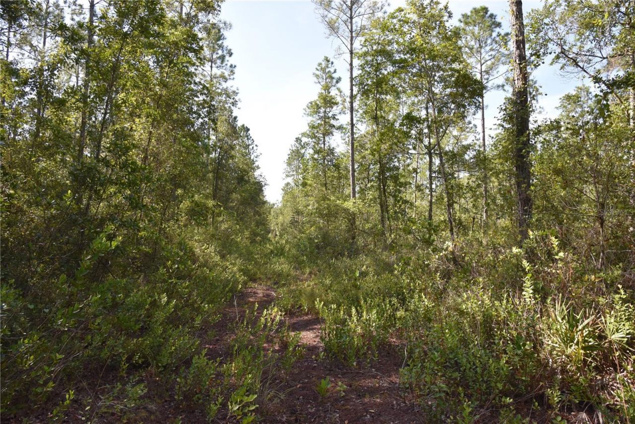 Off NE 212th St. , Fort Mc Coy, FL 32134 Photo