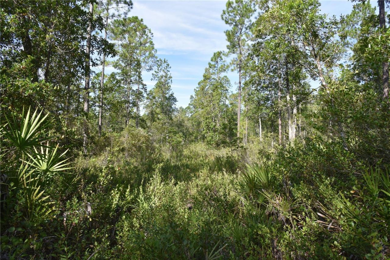 Off NE 212th St. , Fort Mc Coy, FL 32134 Photo