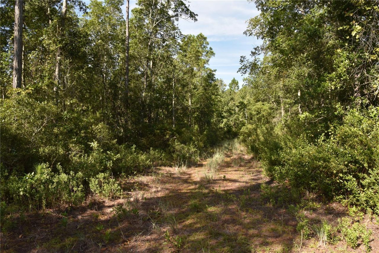 Off NE 212th St. , Fort Mc Coy, FL 32134 Photo