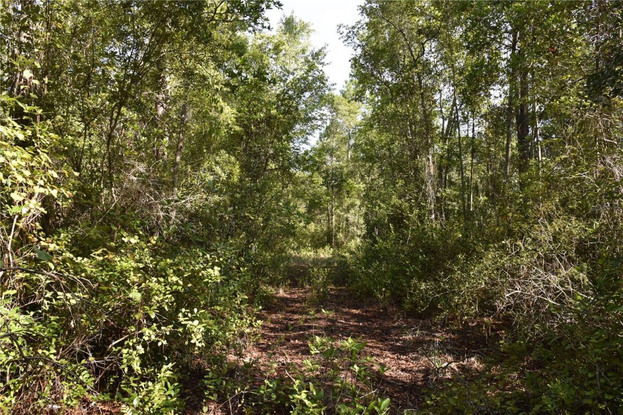 Off NE 212th St. , Fort Mc Coy, FL 32134 Photo