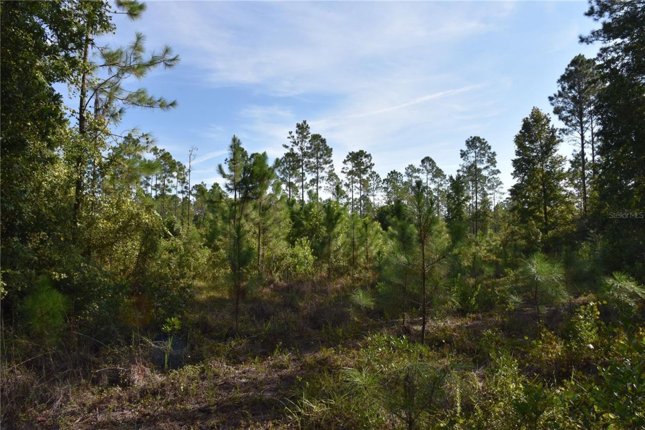Off NE 212th St. , Fort Mc Coy, FL 32134 Photo
