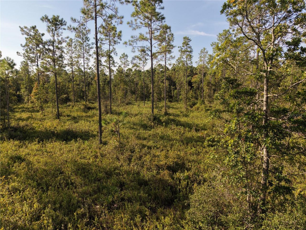 Off NE 212th St. , Fort Mc Coy, FL 32134 Photo