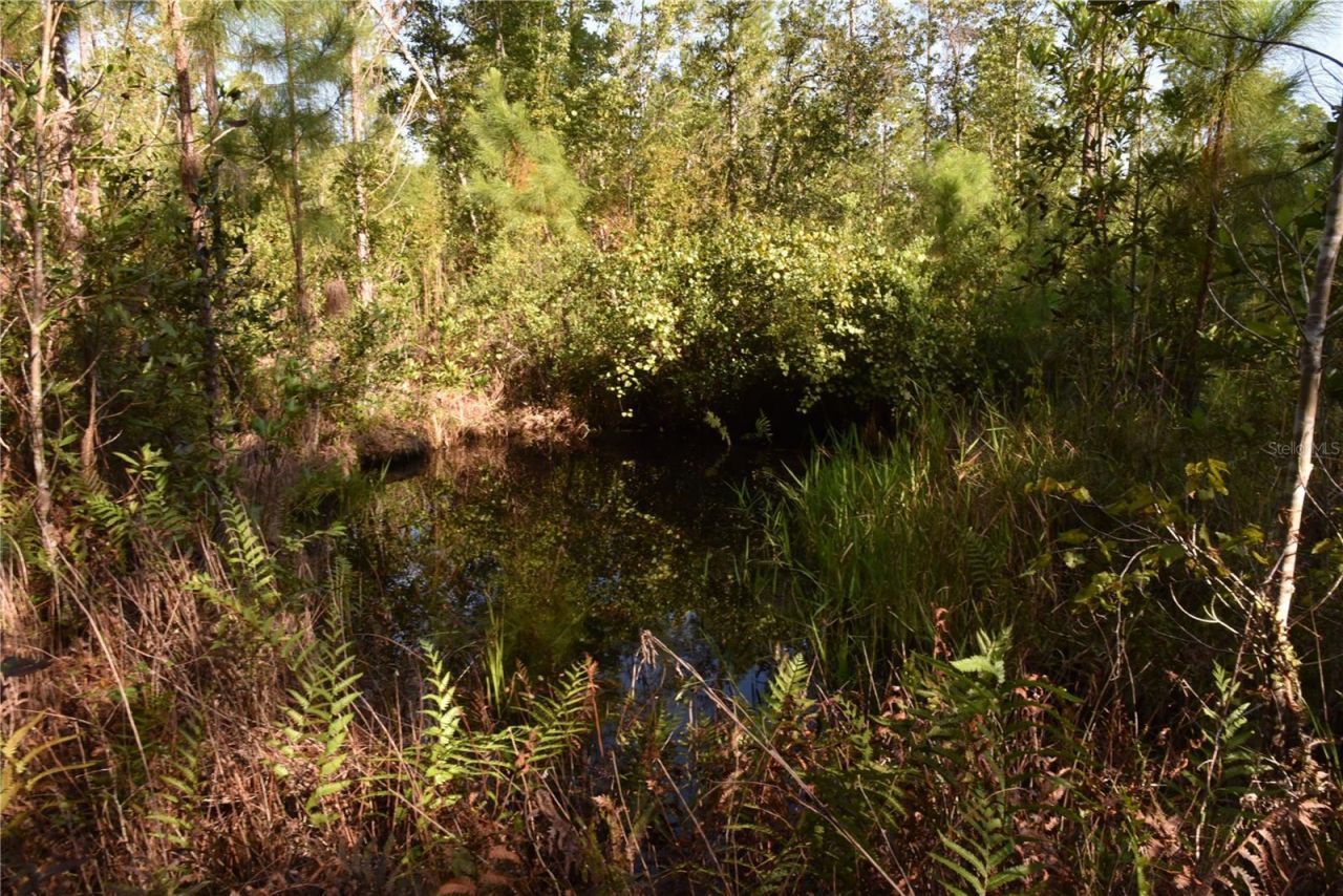 Off NE 212th St. , Fort Mc Coy, FL 32134 Photo