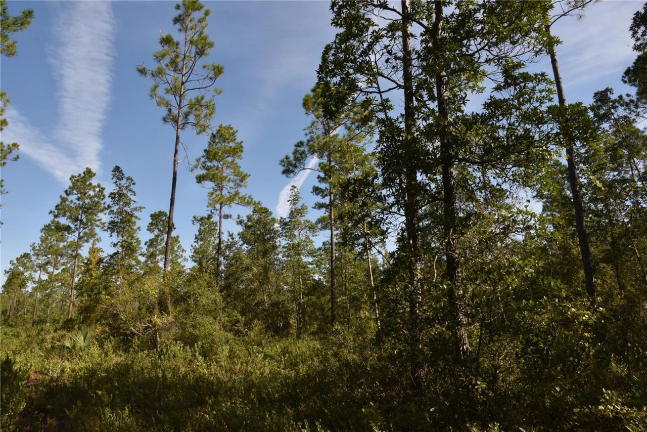 Off NE 212th St. , Fort Mc Coy, FL 32134 Photo