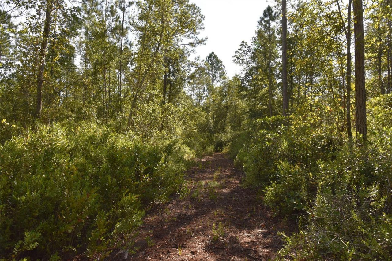 Off NE 212th St. , Fort Mc Coy, FL 32134 Photo