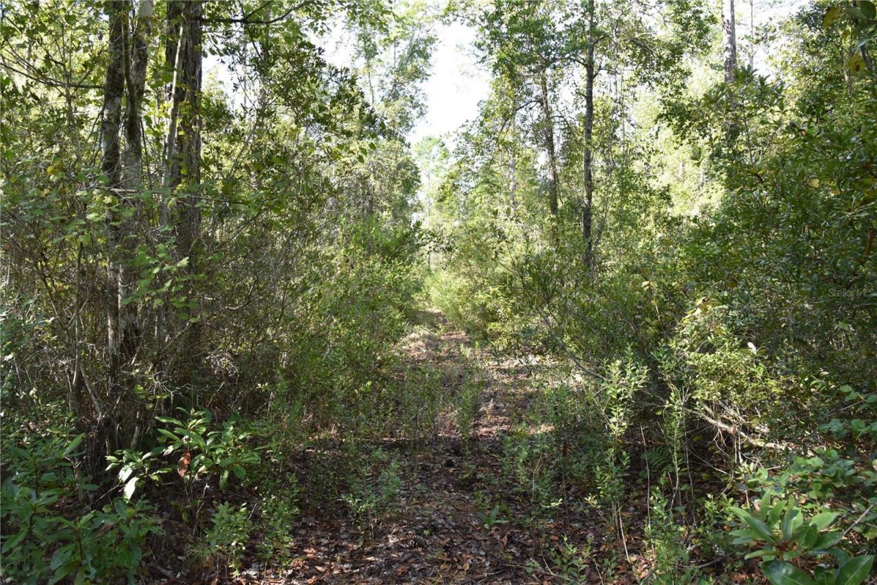 Off NE 212th St. , Fort Mc Coy, FL 32134 Photo