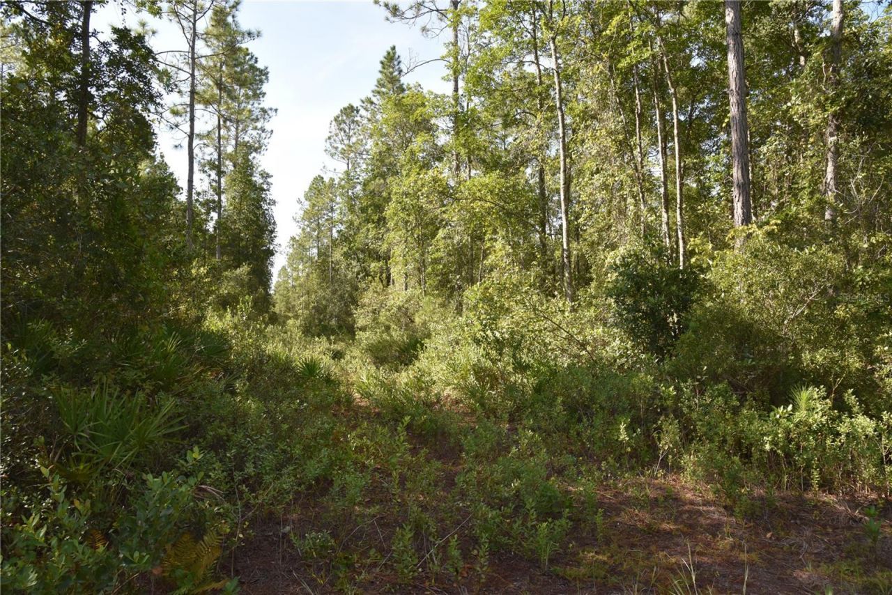 Off NE 212th St. , Fort Mc Coy, FL 32134 Photo