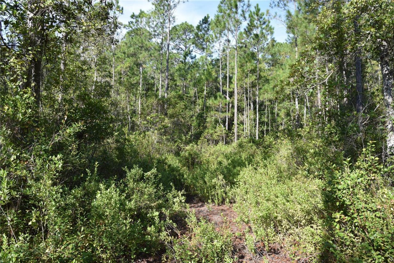 Off NE 212th St. , Fort Mc Coy, FL 32134 Photo