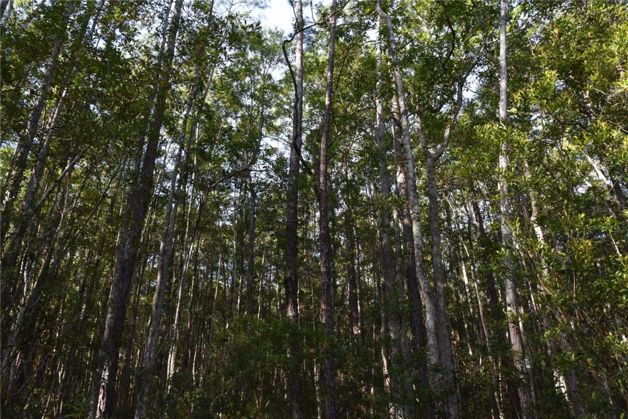 Off NE 212th St. , Fort Mc Coy, FL 32134 Photo