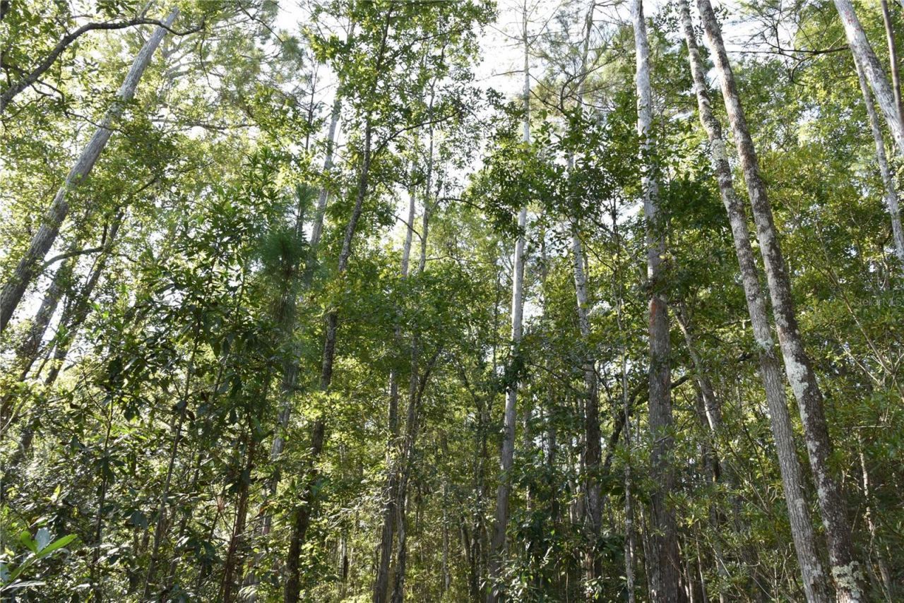 Off NE 212th St. , Fort Mc Coy, FL 32134 Photo
