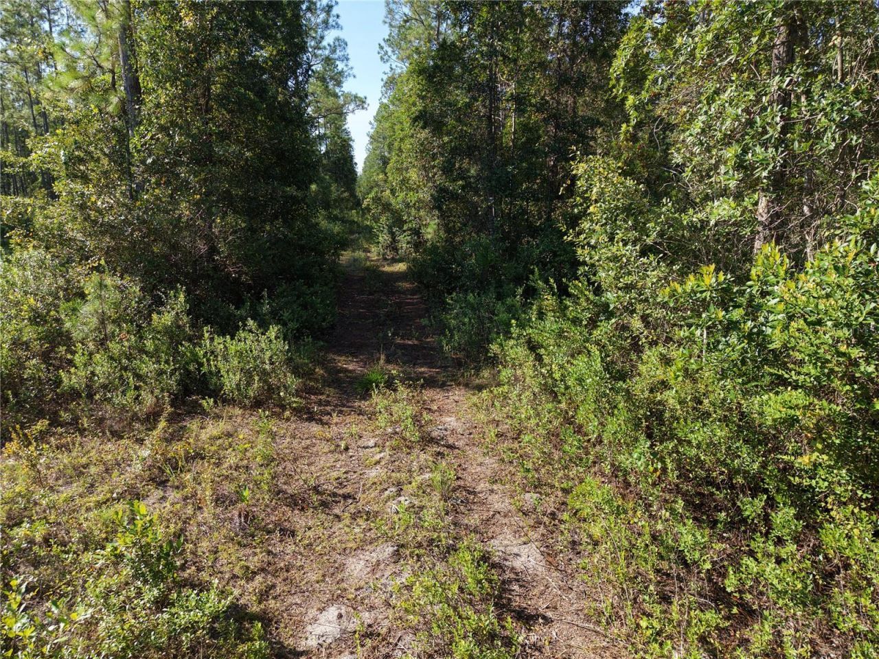 Off NE 212th St. , Fort Mc Coy, FL 32134 Photo